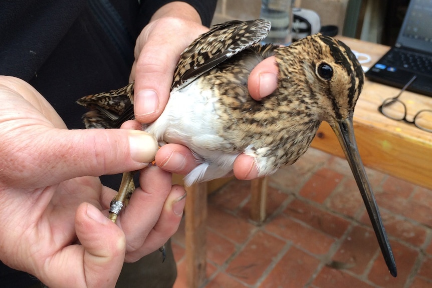 Researcher holding a Latham's snipe