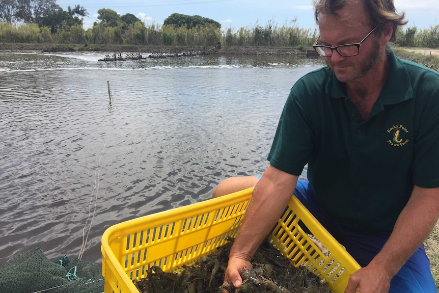 Prawn farmer Murray Zipf