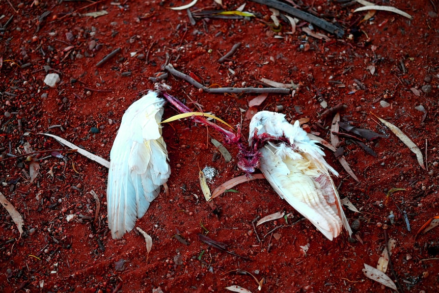 White wings and remains of a dead bird on red dirt