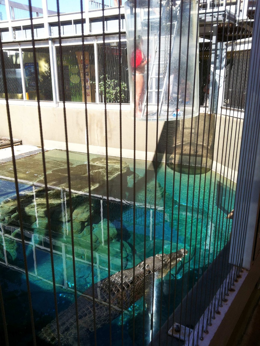 A large crocodile watches as efforts are made to free the tourist from the malfunctioning Cage Of Death.