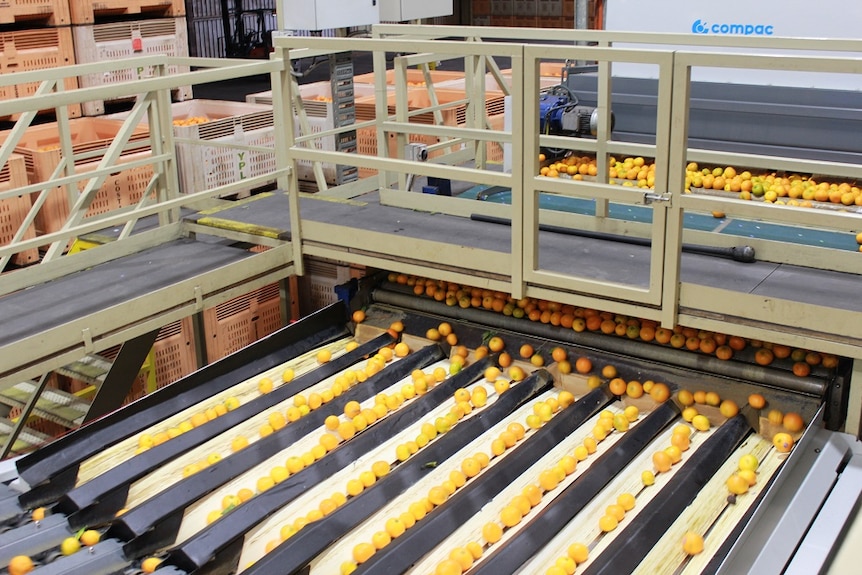 Mandarins rolling on a band in a packing shed in Renmark