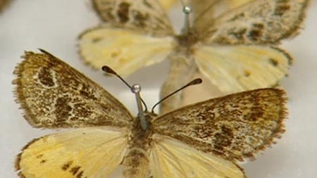 Highway project altered to protect endangered moth