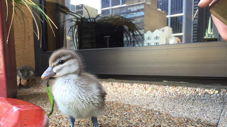 A duckling at state parliament