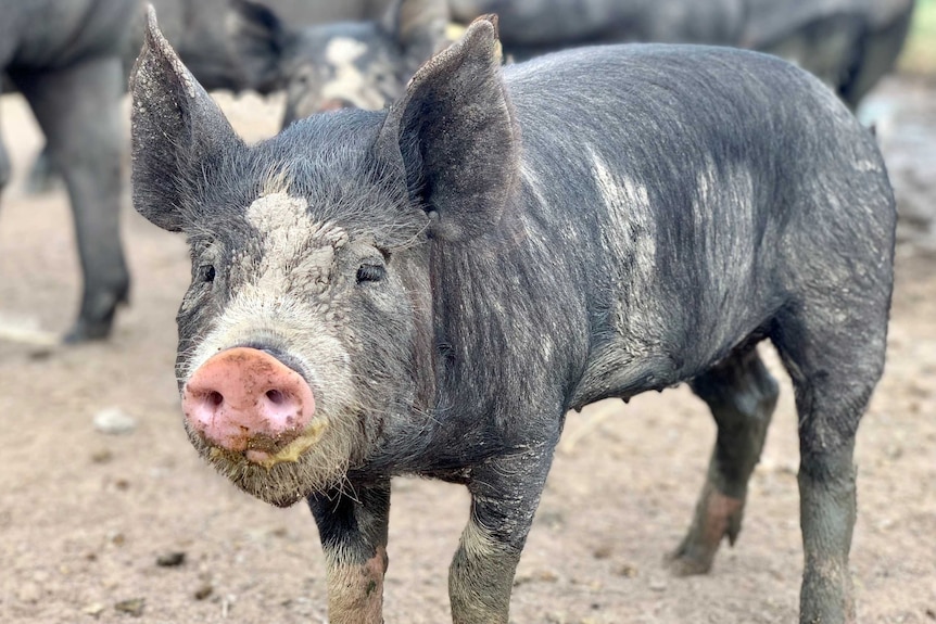 A young pig covered in mud stands in front of the herd.