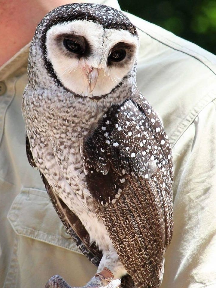 Oscar the owl