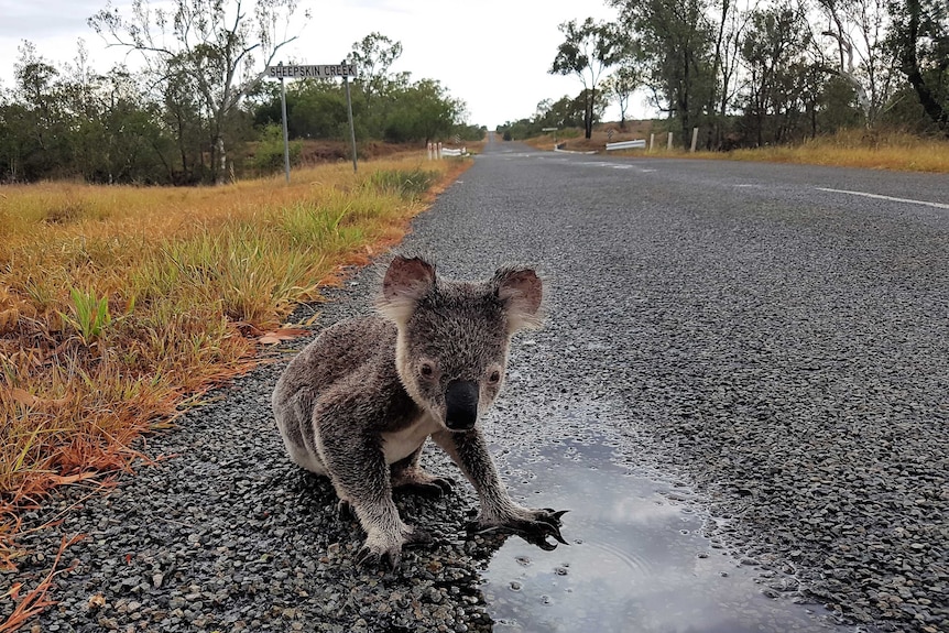 Koala drinking water off the road near Mackay, Queensland