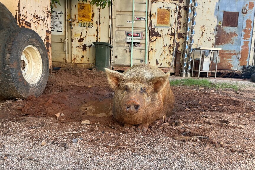 pig in mud 