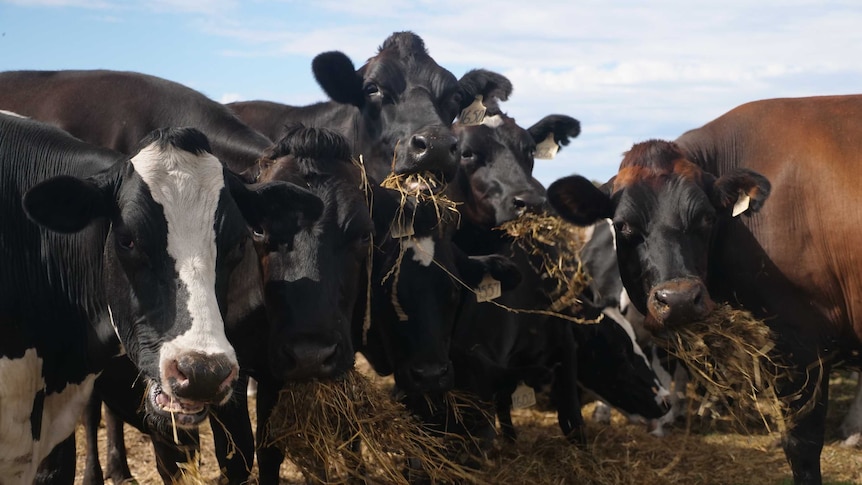 Dairy cows are eating hay in a paddock in WA's South West