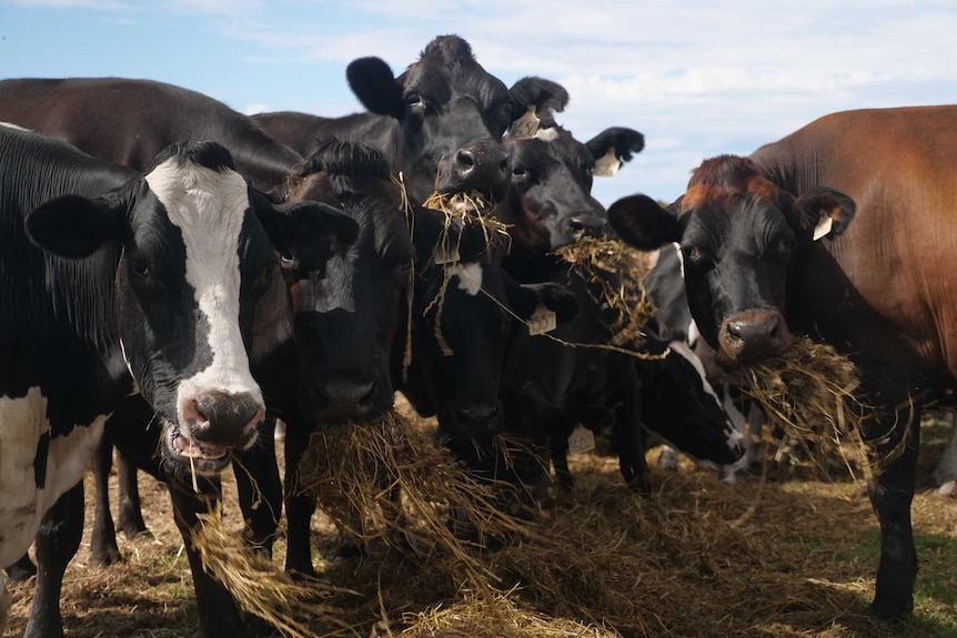 Dairy cows are eating hay in a paddock in WA's South West