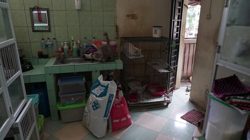 A messy apartment with cats in cages, others walking free and bags of cat food on the floor.