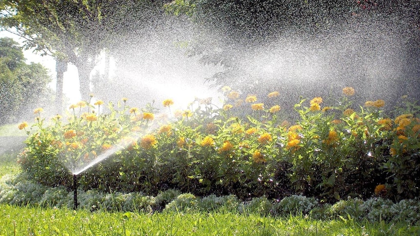 Garden sprinkler watering flowers.