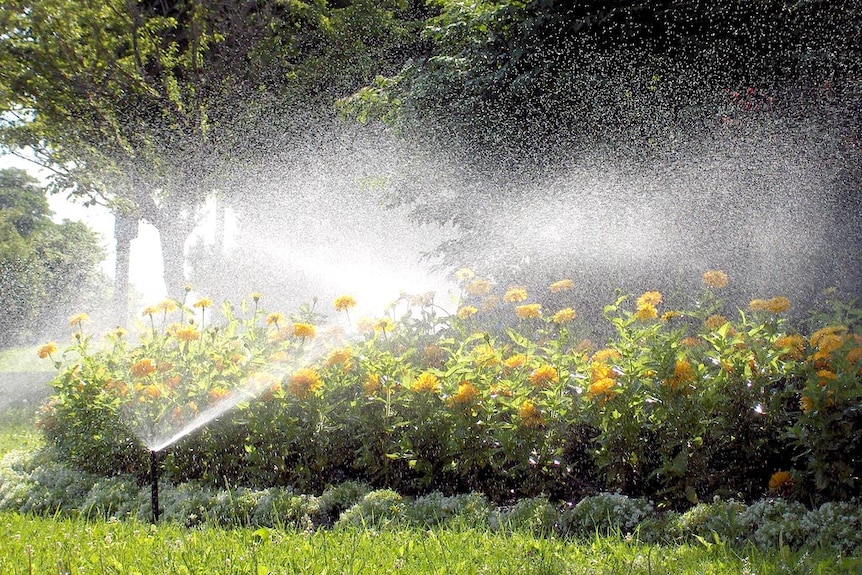 Garden sprinkler watering flowers.