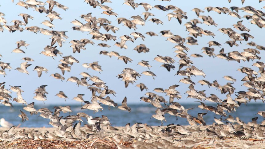 Red-knots are among migratory birds