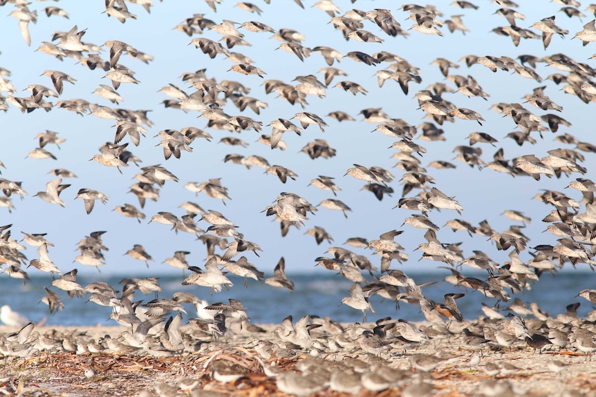 Red-knots are among migratory birds