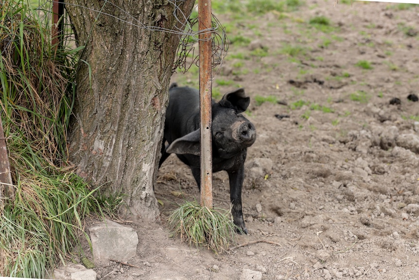 A small black pig rubs itself against a metal pole in a dirt covered paddock