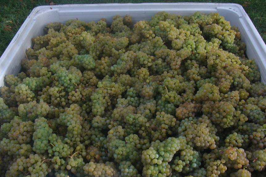 A bin filled with riesling grapes harvested from the grounds of Government House in Hobart.