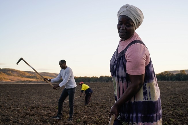 Three Burundian refugees hoe land on a farm at Mingoola, NSW.