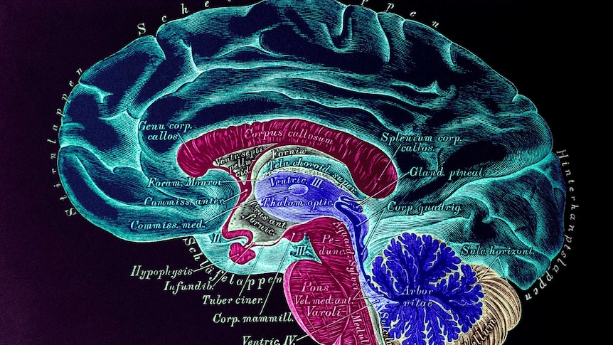 A diagram on the brain showing how the corpus callosum links the brain's hemispheres.