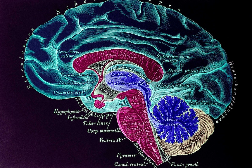 A diagram on the brain showing how the corpus callosum links the brain's hemispheres.