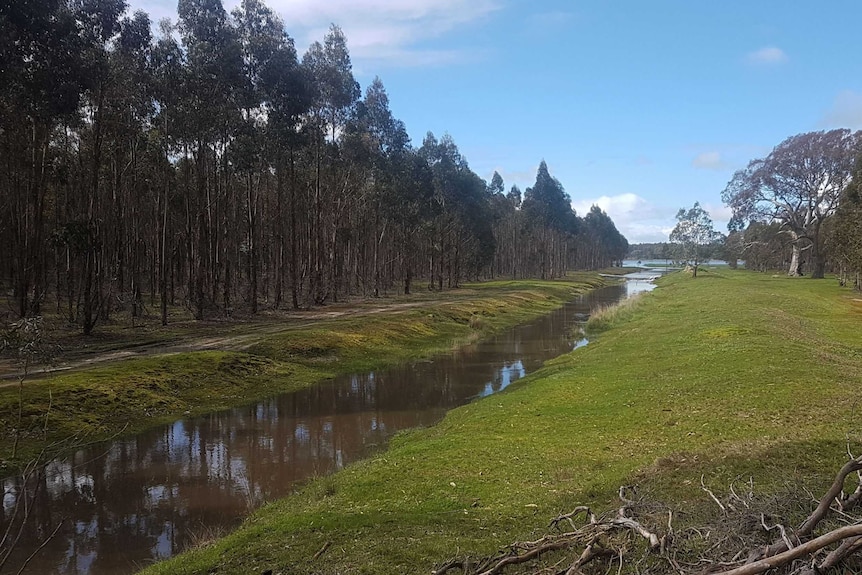 Tall trees to the left above a natural canal running through grassed land.