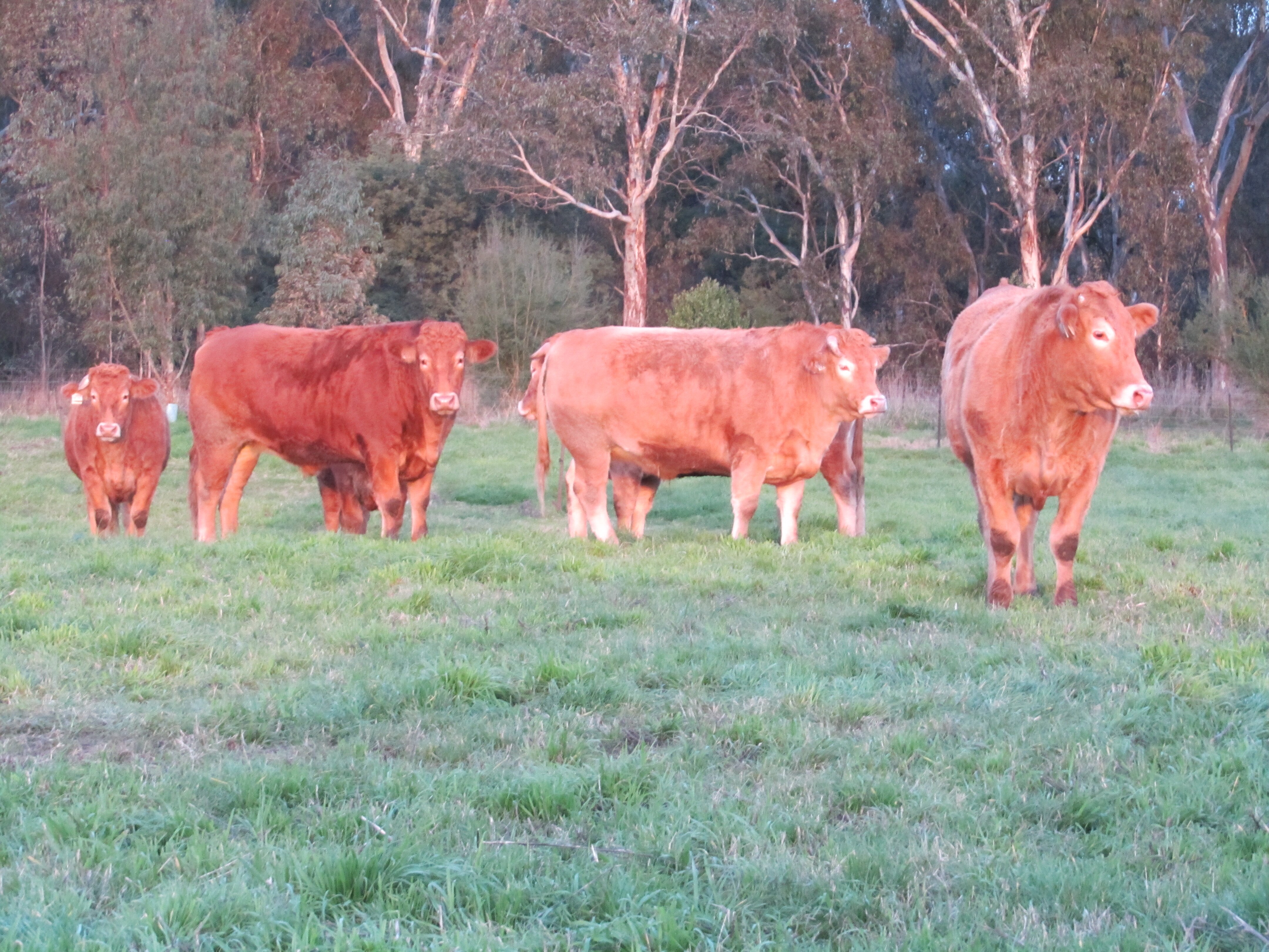 Rubia Gallega, the new premium beef coming to finedining restaurants