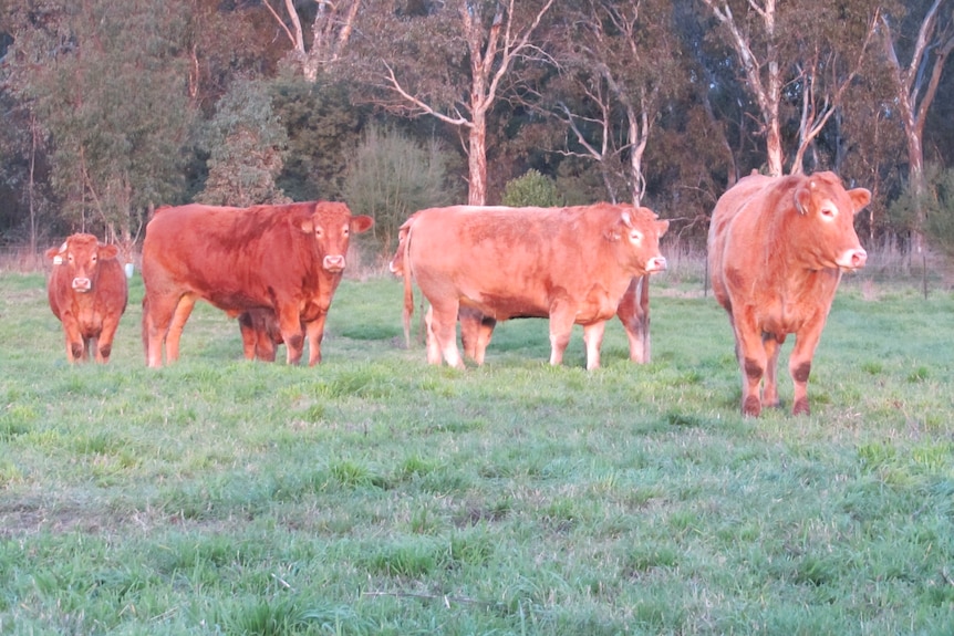 Rubia Gallega grazing in a paddock