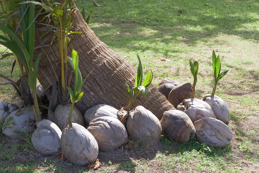 Coconut with shoots growing out of them