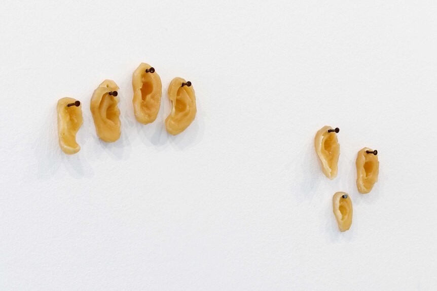 Ears cast in beeswax nailed to a white gallery wall, an artwork by Judy Watson about a massacre of Aboriginal people