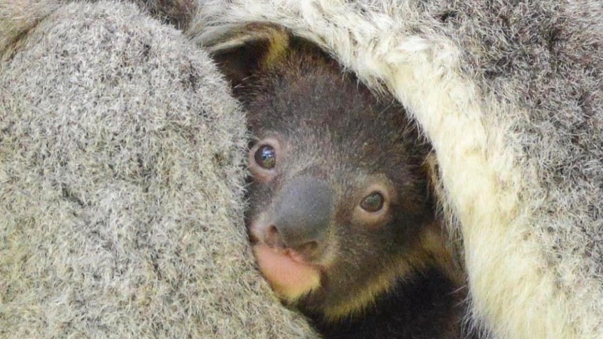 A koala joey peers out from their mother's fur