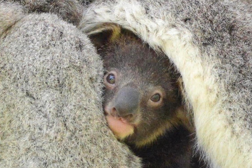 A koala joey peers out from their mother's fur