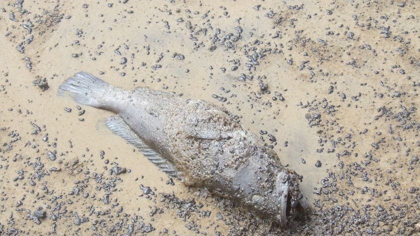 A dead fish covered in oil on Marcoola Beach