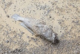 A dead fish covered in oil on Marcoola Beach