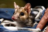 Cute baby quoll