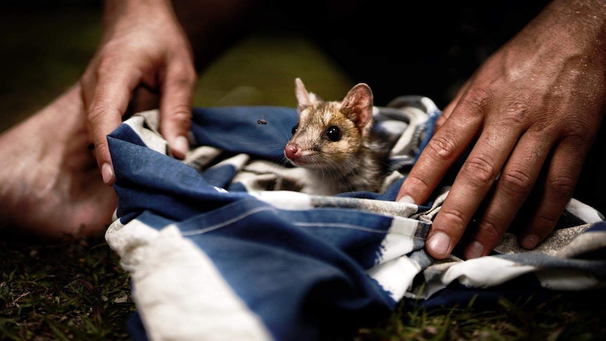 Cute baby quoll