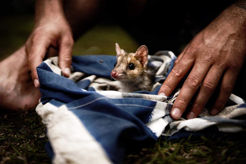 Cute baby quoll