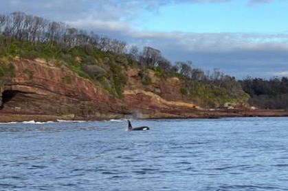 A killer whale surfacing near rocky coastline.