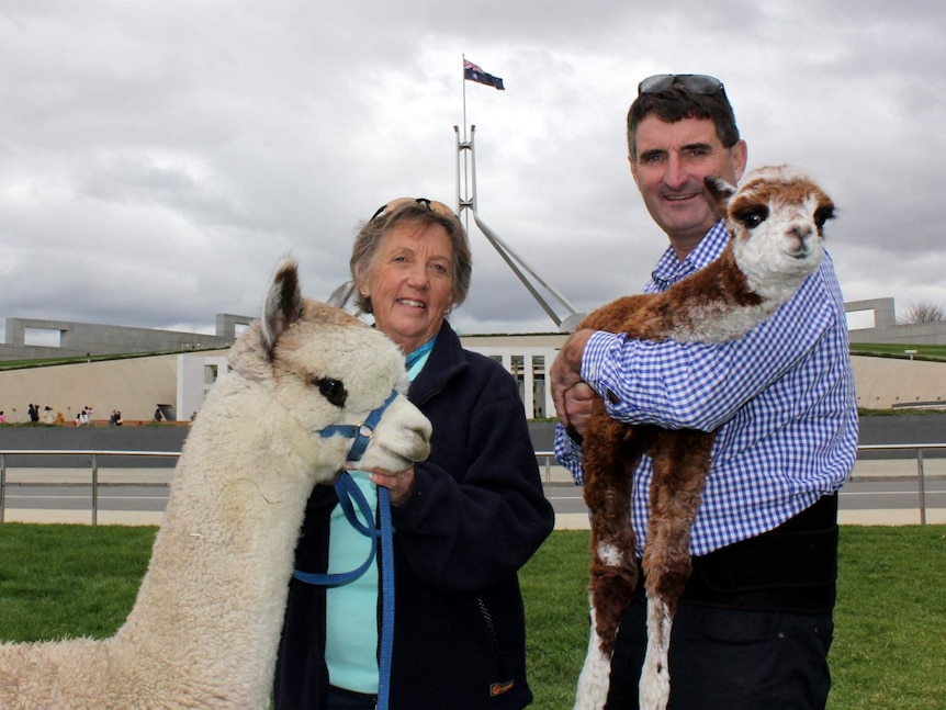 Alpaca breeders Val Johanson and Rob Harborne outside Parliament House, April 2015.