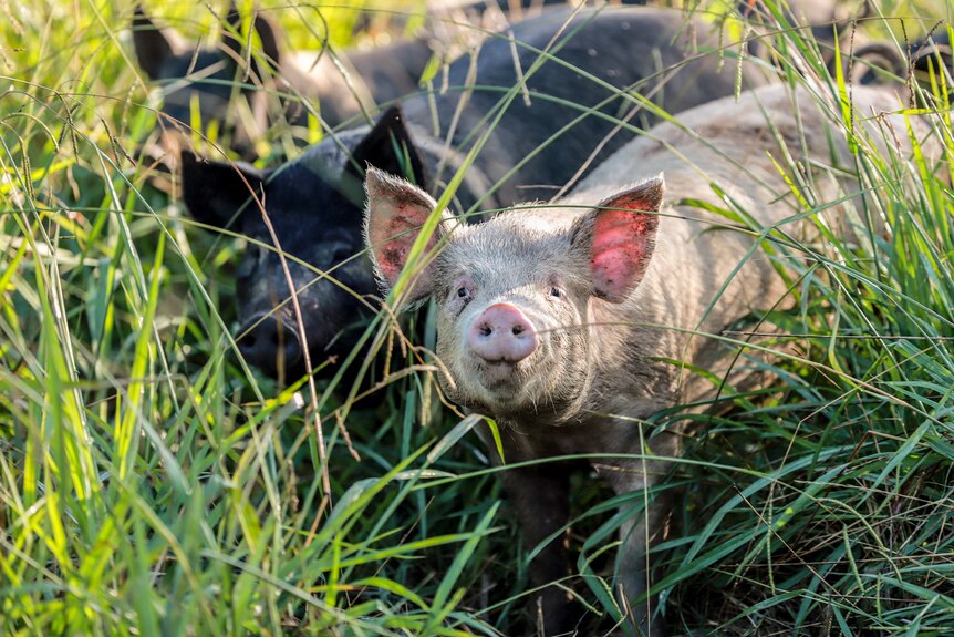 Pigs nestled amid green grass