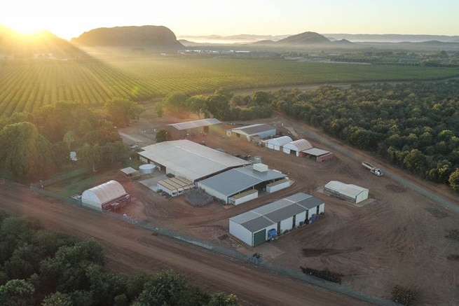 Aerial photo of sandalwood plantation in Kununurra