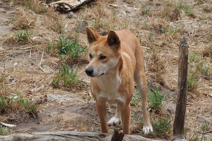 Dingo at Cleland Wildlife Park.