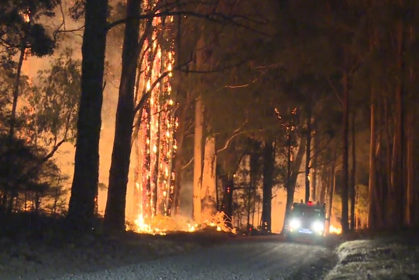 Trees on fire overnight in the Bunyip State Park.