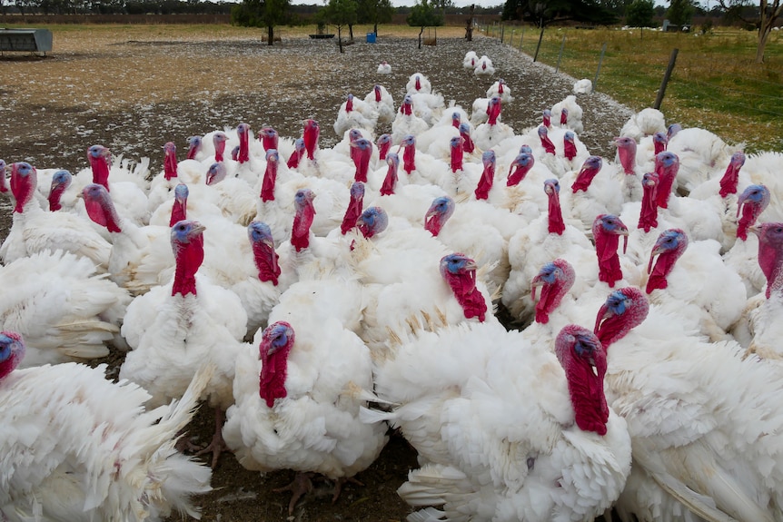 A large group of fully grown turkeys stand in a paddock.