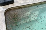 Hundreds of frogs in a swimming pool.
