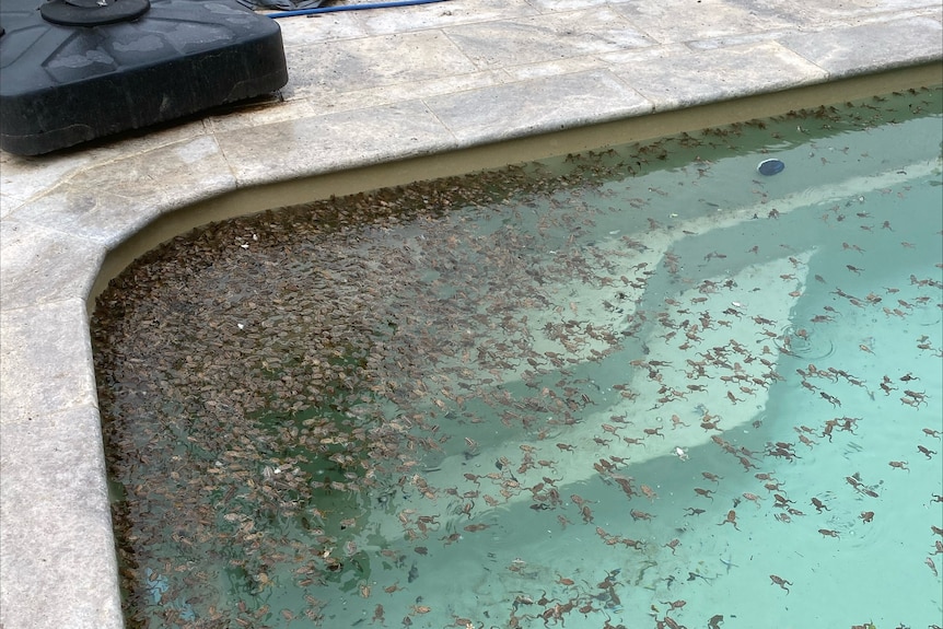 Hundreds of frogs in a swimming pool on the water surface