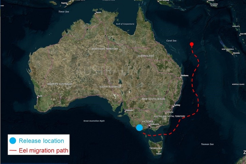 a map showing where eels are migrating from Western Victoria to the Coral Sea.