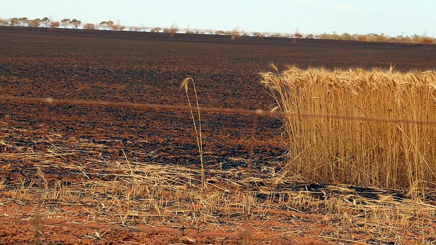 South Australia bushfire destroys crop