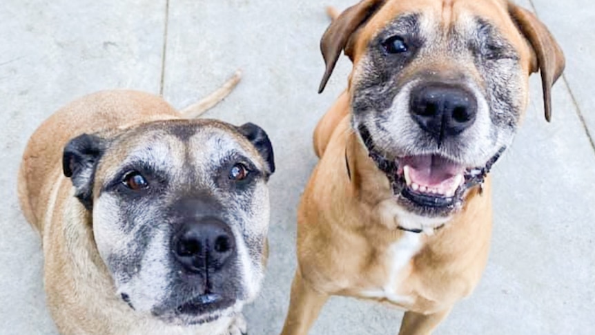 After mass dog deaths in Victoria, a pet food maker joins vets in demanding mandatory regulations