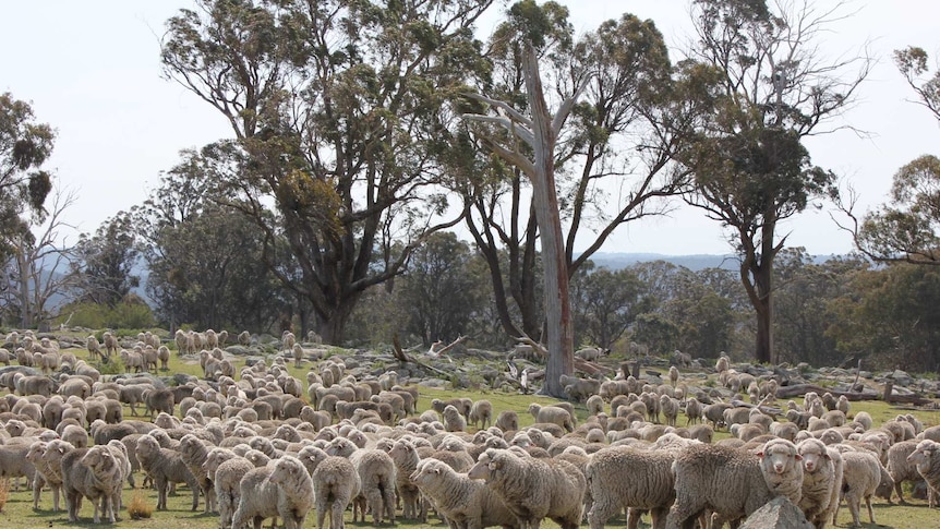 Sheep on northern tablelands