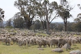 Sheep on northern tablelands