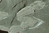 Caneles trilobites